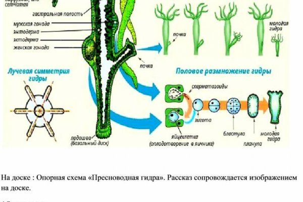 Блекспрут зеркала bs2tor2 vip